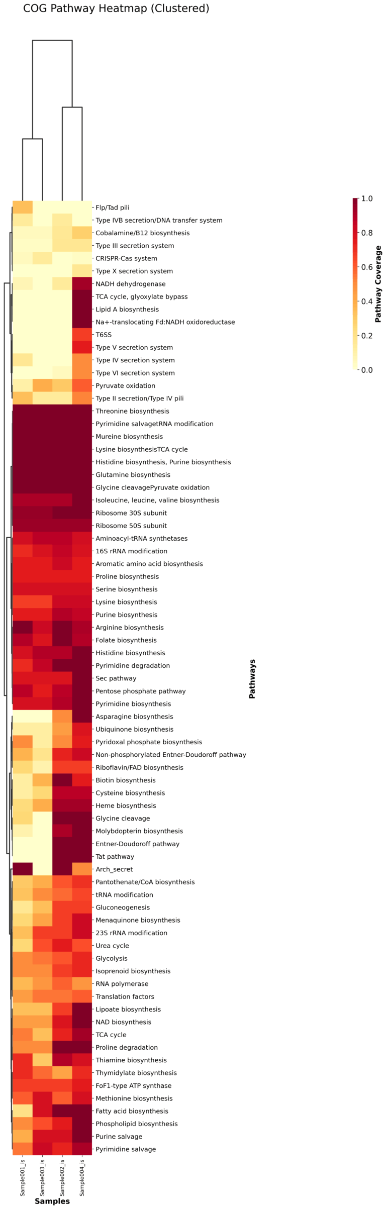 pathway_heatmap_clustered | bitBiome, Inc.